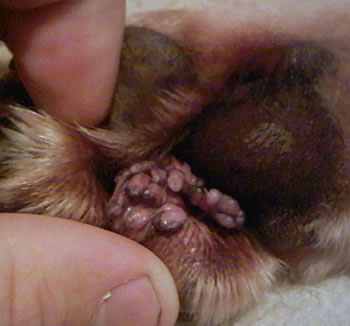 Dogs Toes
