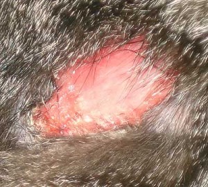 catburn2 catburn2