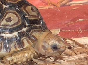 Tortoise with white above the eye sockets