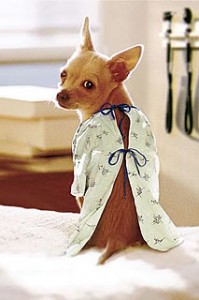 dog_hosp_gown