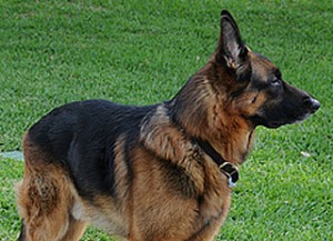 German Shepherd