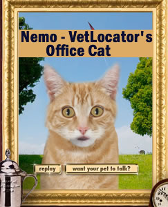 Nemo - VetLocator's office cat