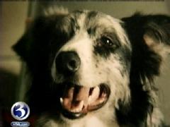 Dog dies during routine vet visit