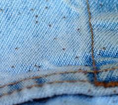 picture of seed ticks Picture of Seed Ticks