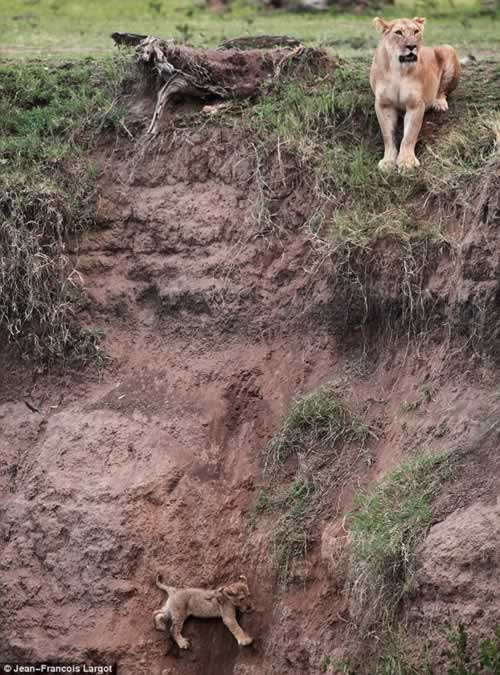 mom-lion1 Lioness saves her cub 1