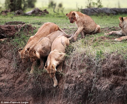 mom-lion2 Lioness saves her cub 2
