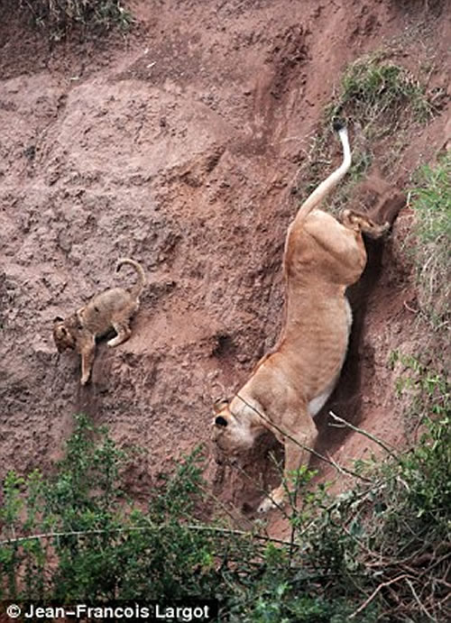 mom-lion3 Lioness rescues her cub 3
