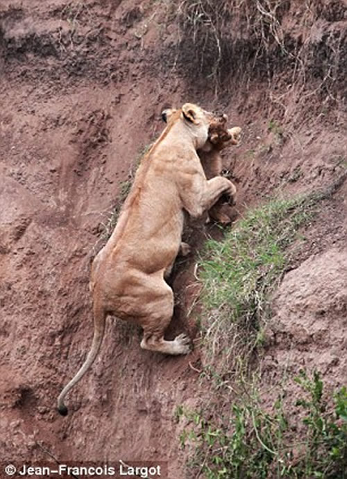 mom-lion4 Lioness rescues her cub 4