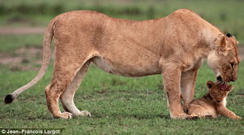 mom-lion5 Lioness rescues her cub 5