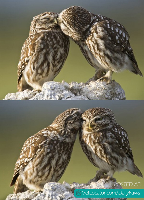 cute owl love