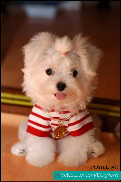 Cute & Adorable Maltese