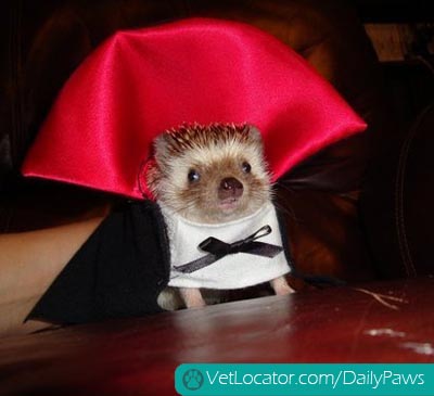 Pet Halloween Costumes