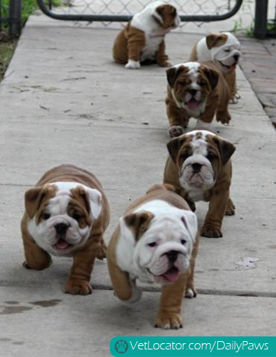 A gaggle of bullies.