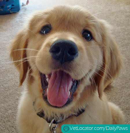 Happy golden pup