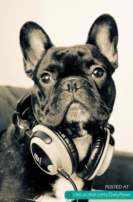 Hipster frenchie