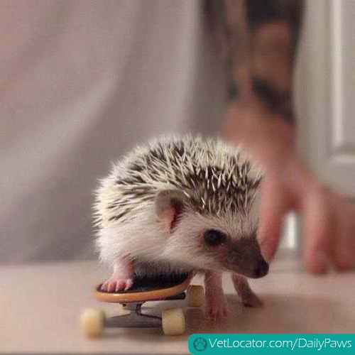 Skateboarding Hedgehog