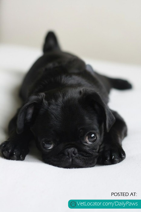 cute little pug