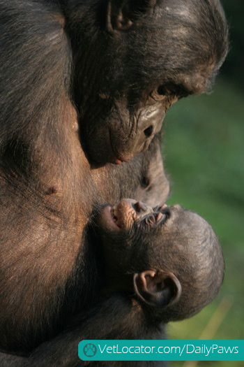Chimpanzee with infant