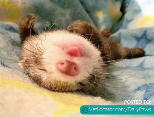 Ferret!.