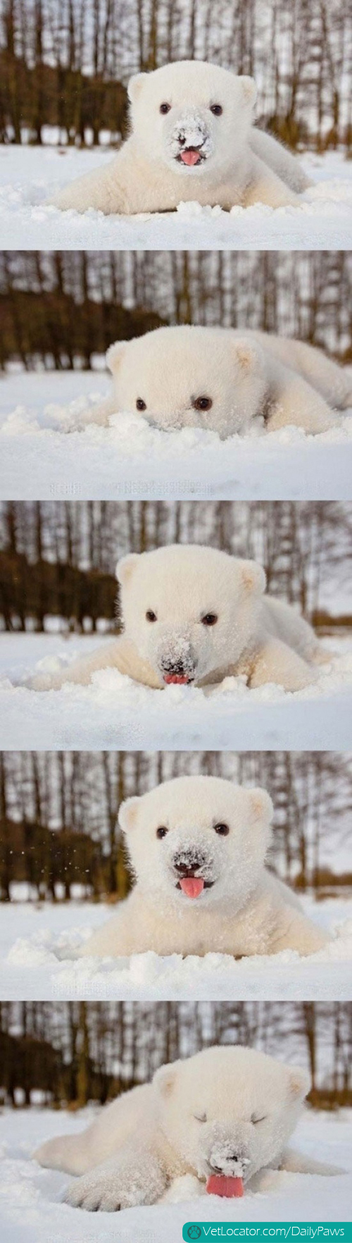 First snow. I can't even take how cute this is..