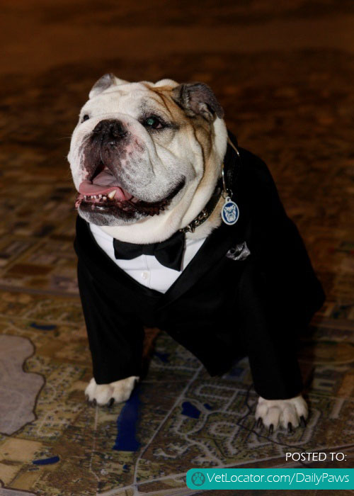 Handsome in his tuxedo