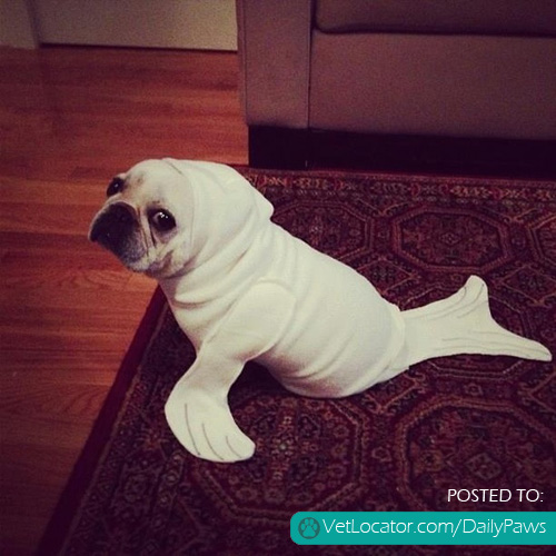 How to turn a dog into a seal..