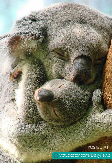 Koala hug.