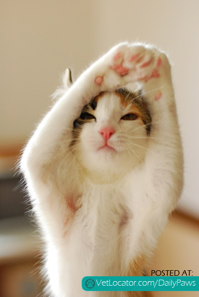 Yoga cat.