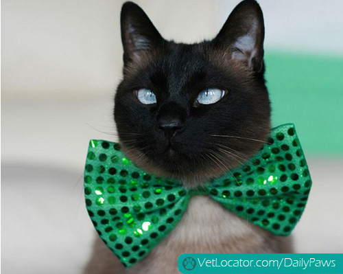 awesome-pets-dressed-up-ready-for-irish-parade-01