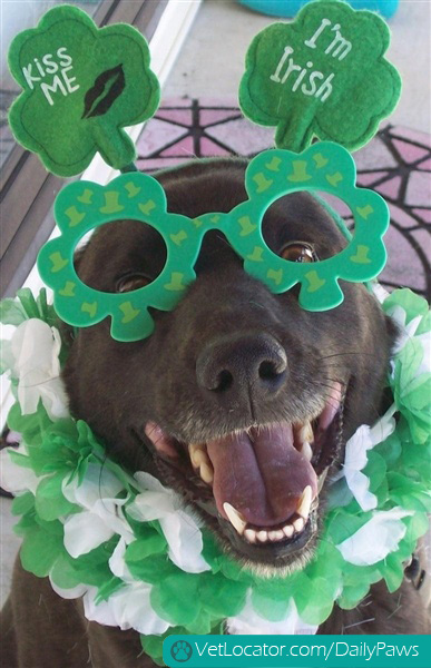 awesome-pets-dressed-up-ready-for-irish-parade-02