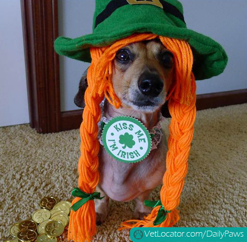 awesome-pets-dressed-up-ready-for-irish-parade-06