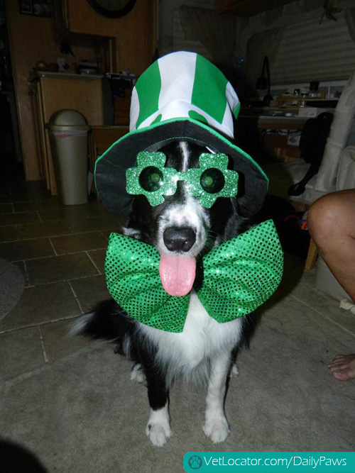 awesome-pets-dressed-up-ready-for-irish-parade-07