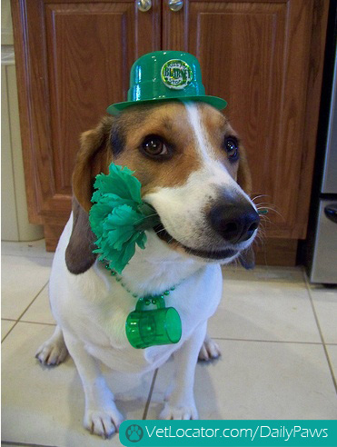 awesome-pets-dressed-up-ready-for-irish-parade-09