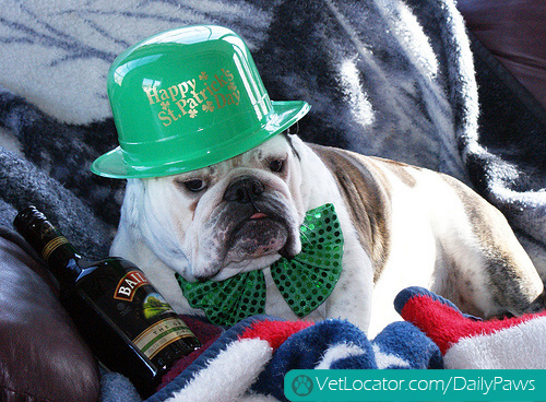 awesome-pets-dressed-up-ready-for-irish-parade-12