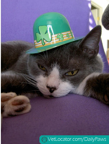 awesome-pets-dressed-up-ready-for-irish-parade-14