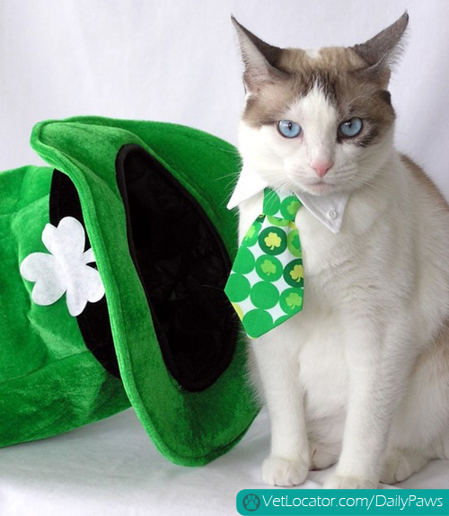 awesome-pets-dressed-up-ready-for-irish-parade-16