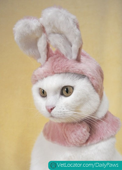 easter-animals-10