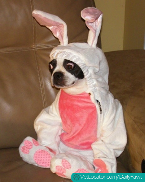how-to-spot-an-easter-bunny-impersonator-01
