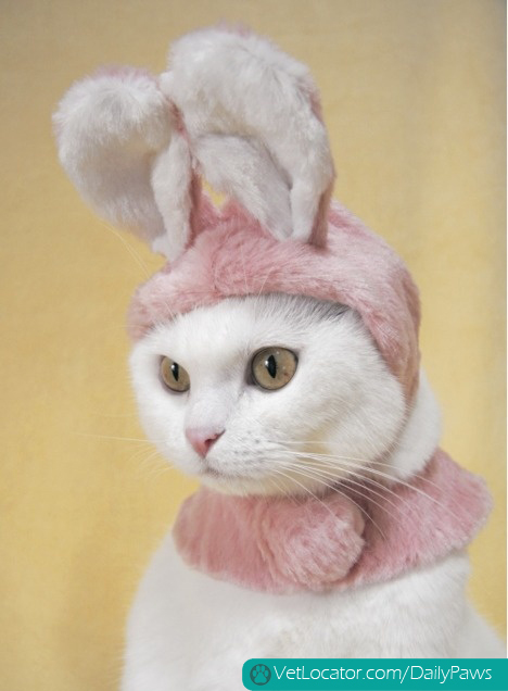 how-to-spot-an-easter-bunny-impersonator-02