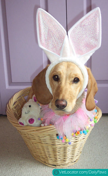 how-to-spot-an-easter-bunny-impersonator-03