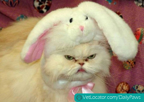 how-to-spot-an-easter-bunny-impersonator-06