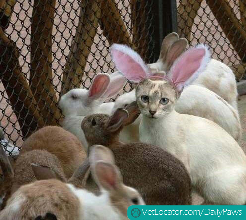 how-to-spot-an-easter-bunny-impersonator-07