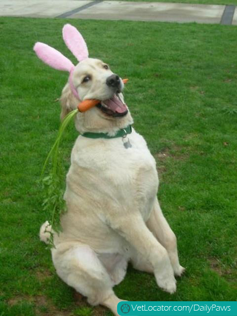 how-to-spot-an-easter-bunny-impersonator-10