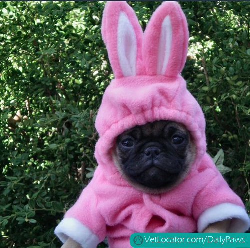 how-to-spot-an-easter-bunny-impersonator-11