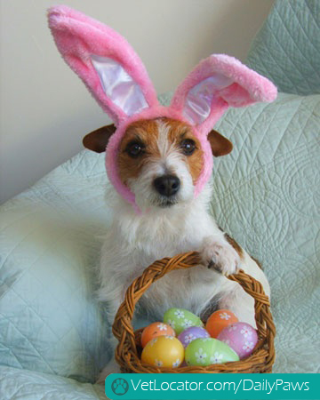 how-to-spot-an-easter-bunny-impersonator-12