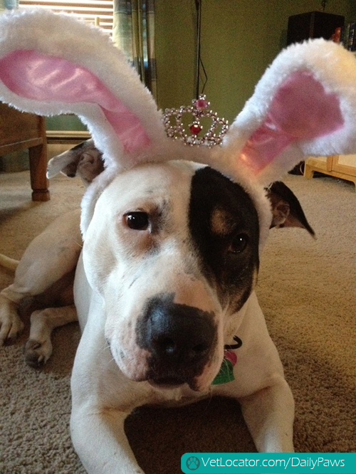 how-to-spot-an-easter-bunny-impersonator-16