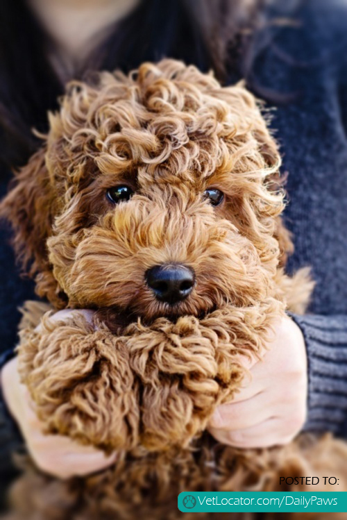 labradoodles