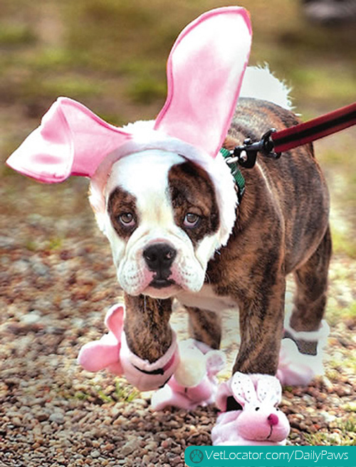 warning-this-easter-be-on-the-alert-for-easter-bunny-impersonators-tips-on-spotting-them