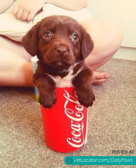 12 ounces of adorable