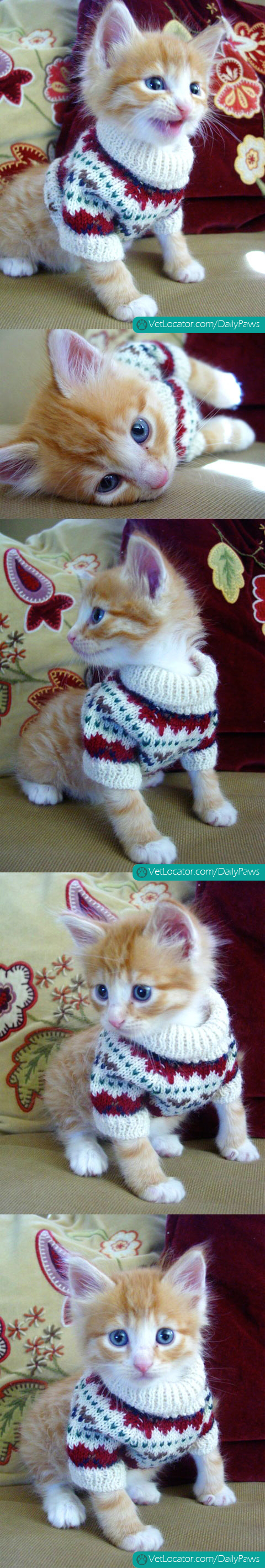 Adorable Kitten in a Sweater
